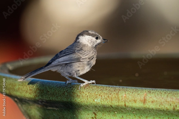 Fototapeta wild bird