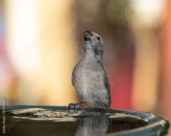 Fototapeta crossbill bird