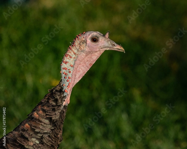 Fototapeta turkey head