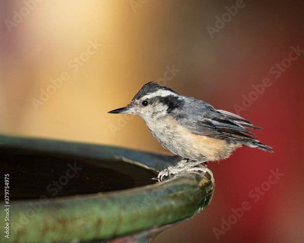 Fototapeta Nuthatch
