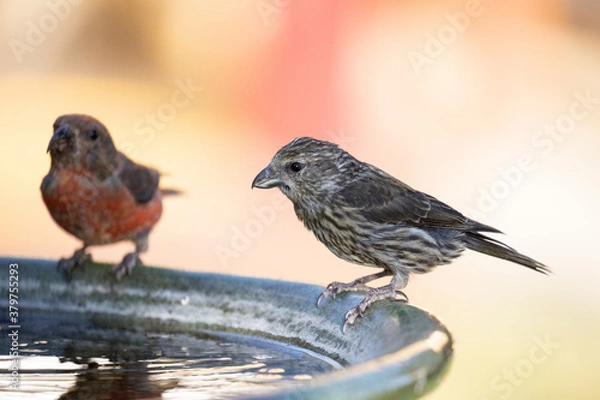 Fototapeta wild bird