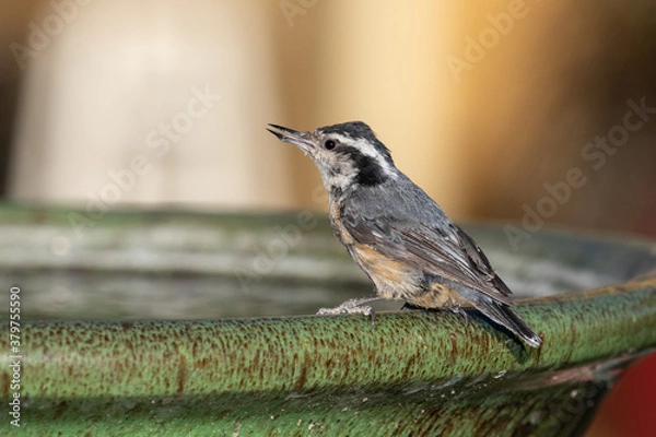 Fototapeta Nuthatch bird