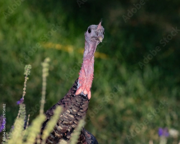 Fototapeta wild turkey head