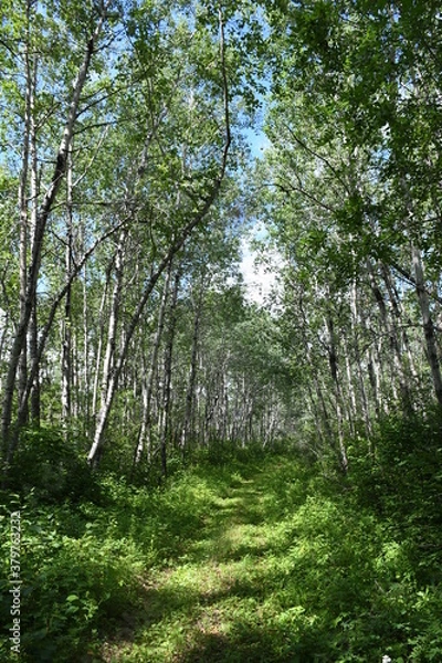 Fototapeta Boreal Trail