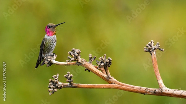 Obraz A Male Anna's Hummingbird Perched on a Branch in Arizona