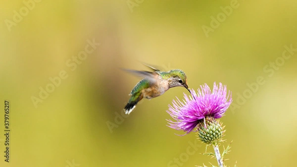 Obraz A Rufous Hummingbird Feeds From a Purple Flower in Arizona