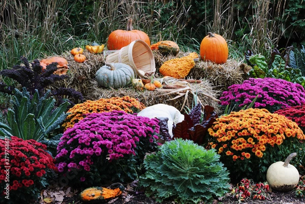 Fototapeta Colors of autumn background. Bright colors fall season outdoor decoration with potted chrysanthemums and unusual pumpkins on the hay bricks as a part of traditional American autumn holidays culture.