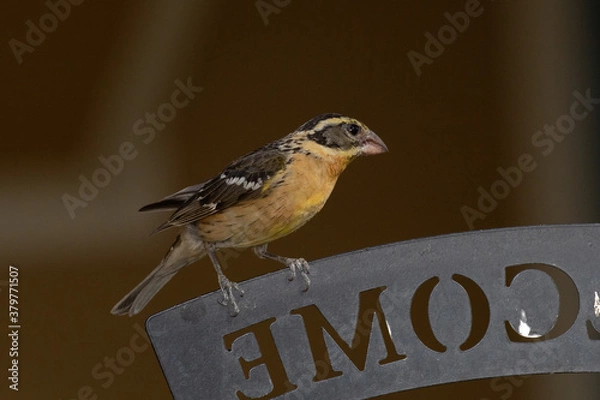 Fototapeta wild bird