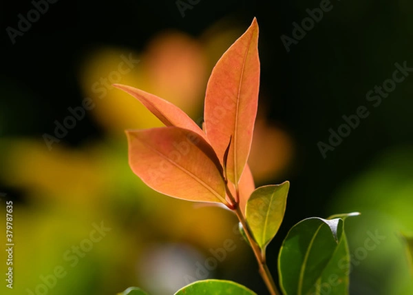 Obraz autumn colours