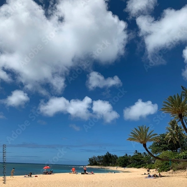 Fototapeta beach with palm trees