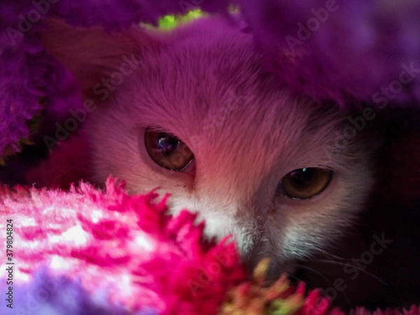 Fototapeta portrait of a cat in colorful background 
