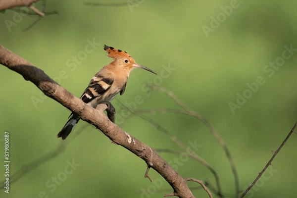 Fototapeta Hoopoe bird on perch