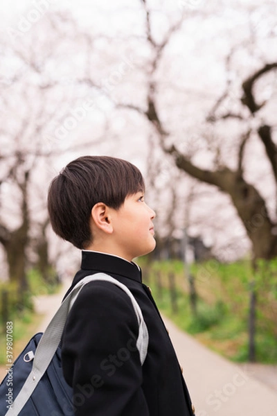 Fototapeta 中学生 春