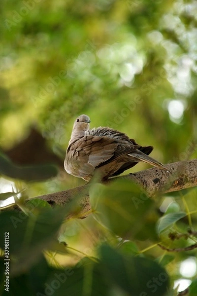 Fototapeta close up of a bird on the branch of a tree 