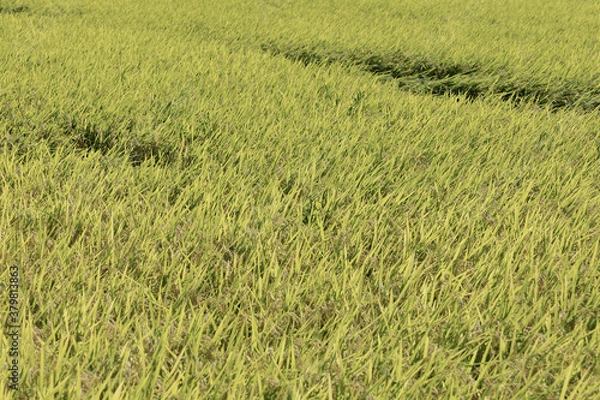 Fototapeta 田んぼ