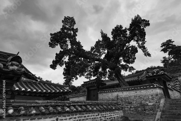 Fototapeta 소나무와 폭포