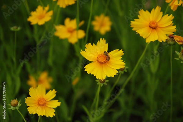 Obraz There is a bee on the yellow cosmos.