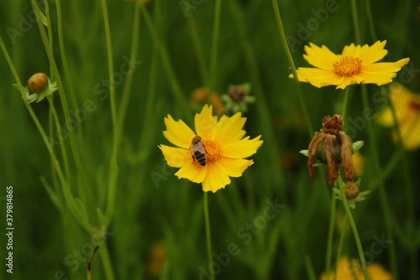 Obraz There is a bee on the yellow cosmos.