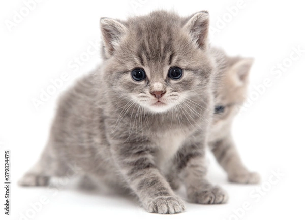 Fototapeta Portrait of two little kitten isolated on a white