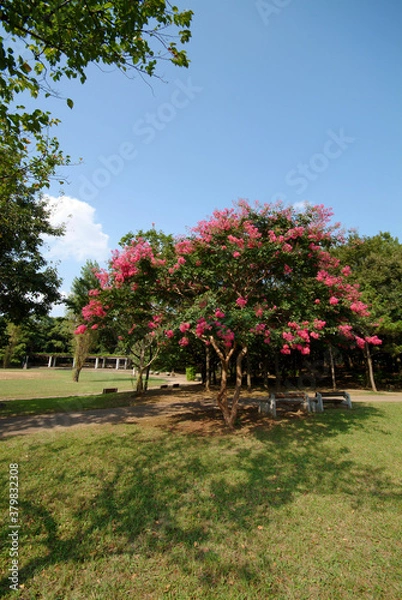 Fototapeta 行田公園（千葉県船橋市）