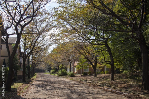 Fototapeta 晩秋の公園への街路樹