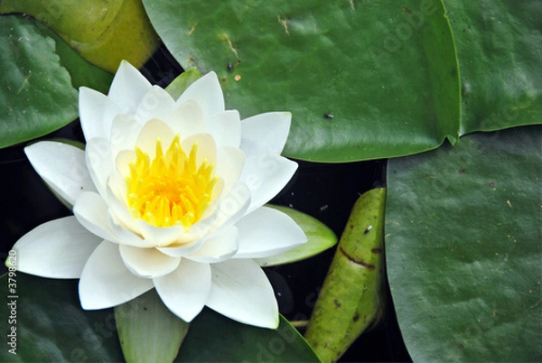 Obraz water lily