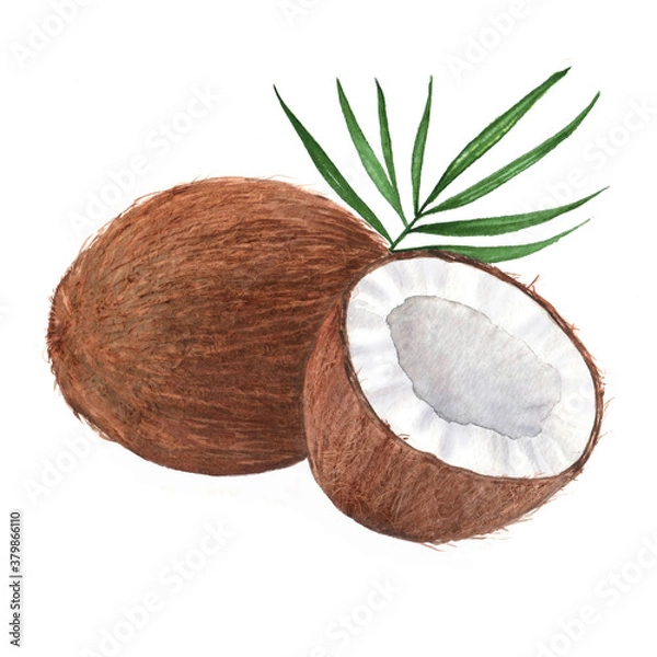 Fototapeta Hand drawn watercolor illustration of isolated coconut with leaf on the white background