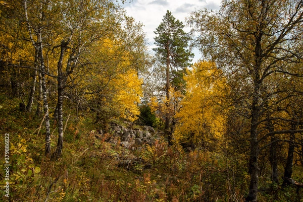 Obraz autumn in the forest