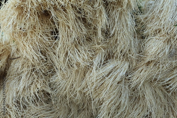 Obraz roots of vegetables 