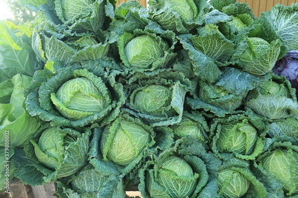 Obraz cabbage in the market