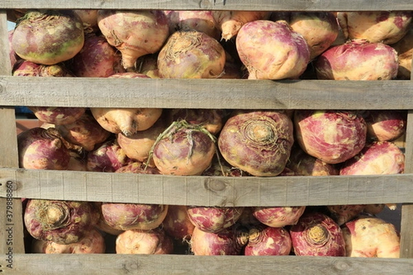 Obraz vegetables in a market