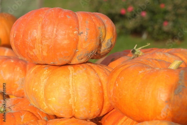 Obraz pumpkin on the grass