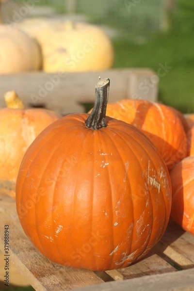 Obraz pumpkins on a table