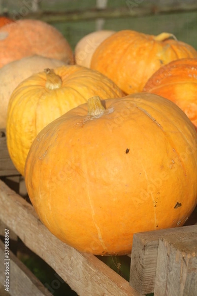 Obraz pumpkins on a farm