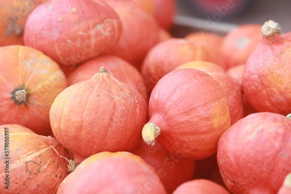 Obraz mini pumpkin close up market 