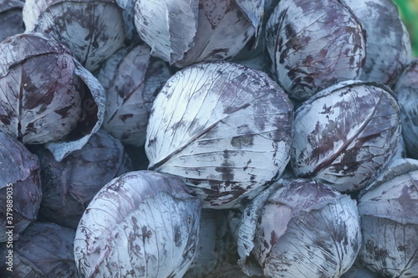 Obraz fresh red cabbage Big fresh Close up 