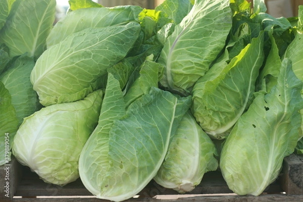 Obraz green cabbage in the garden