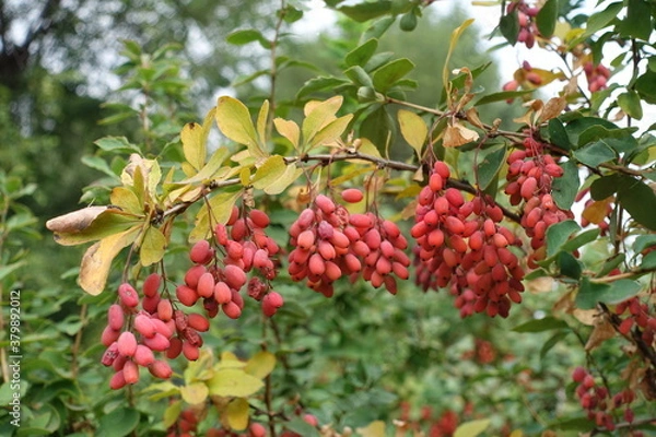 Fototapeta Arch like branch of Berberis vulgaris with red berries in September