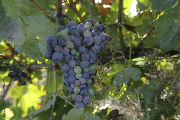 Obraz red ripening grapes on vine