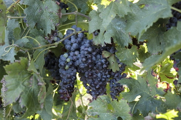 Obraz bunch of red grapes on vine