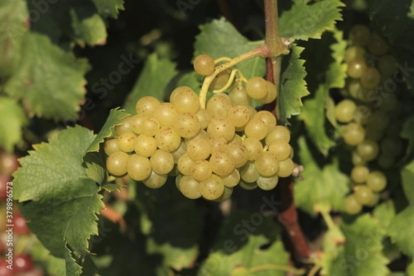 Obraz white moscato grapes on vine