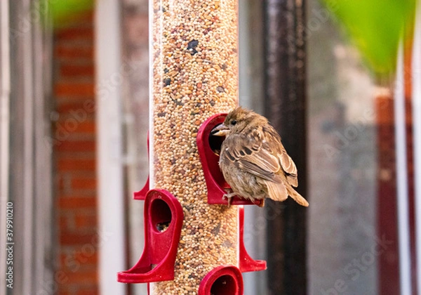 Obraz House sparrow