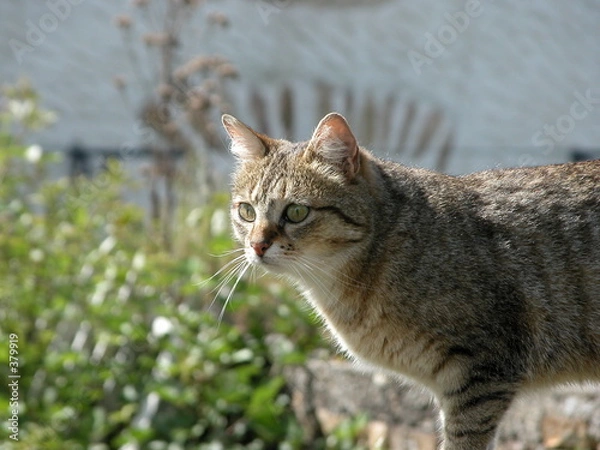 Obraz le chat gris 2