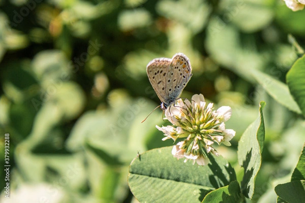 Obraz colorful butterfly and flower in nature