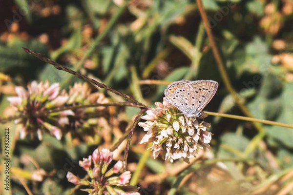 Fototapeta colorful butterfly and flower in nature