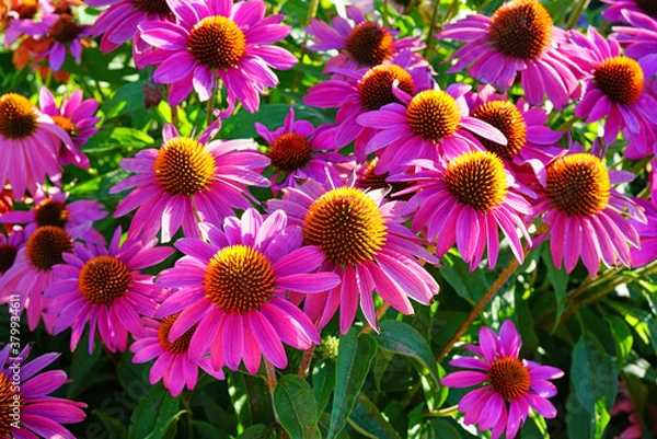 Obraz Purple and yellow echinacea cone flowers