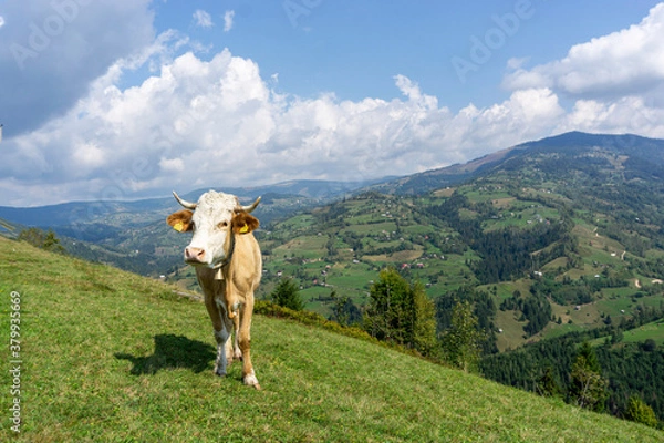 Obraz Cow on the mountain top