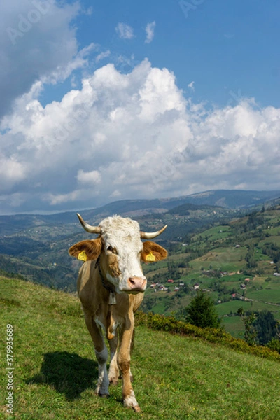 Obraz Cow on the mountain top