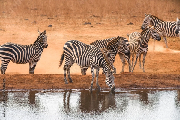 Fototapeta Plains zebra (equus quagga) drinking from a watering hole, Ngutuni Reserve, Tsavo, Kenya