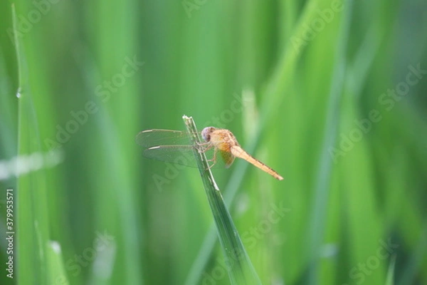 Obraz dragonfly on a leaf